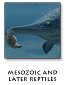 Mesozoic and Later Reptiles